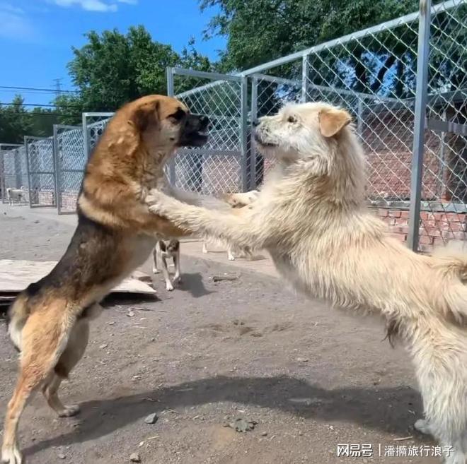 火！身价飙升至10万美元狗主人被扒麻将胡了贵州下司犬“查理国王”爆