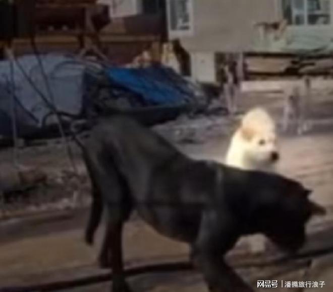 火！身价飙升至10万美元狗主人被扒麻将胡了贵州下司犬“查理国王”爆(图2)