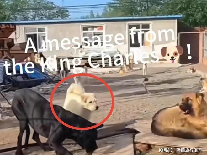 火！身价飙升至10万美元狗主人被扒麻将胡了贵州下司犬“查理国王”爆(图3)