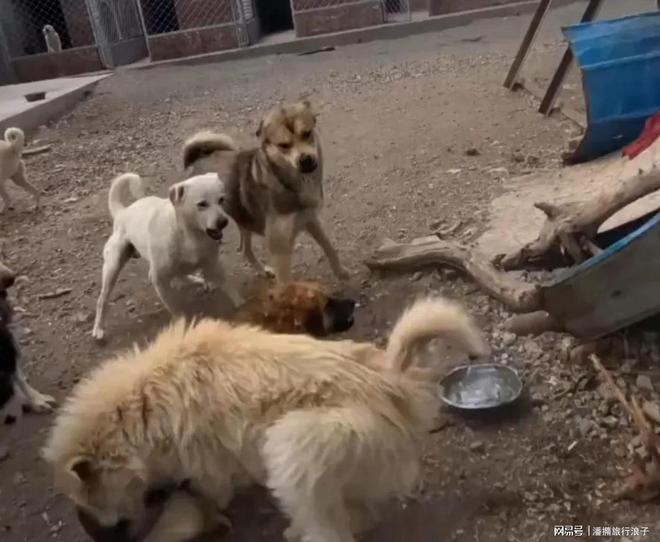 火！身价飙升至10万美元狗主人被扒麻将胡了贵州下司犬“查理国王”爆(图12)