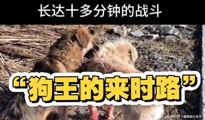 火！身价飙升至10万美元狗主人被扒麻将胡了贵州下司犬“查理国王”爆(图8)