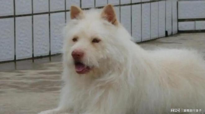 火！身价飙升至10万美元狗主人被扒麻将胡了贵州下司犬“查理国王”爆(图19)