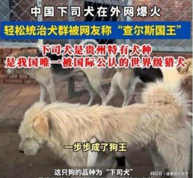 火！身价飙升至10万美元狗主人被扒麻将胡了贵州下司犬“查理国王”爆(图15)