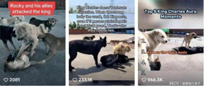 火！身价飙升至10万美元狗主人被扒麻将胡了贵州下司犬“查理国王”爆(图14)