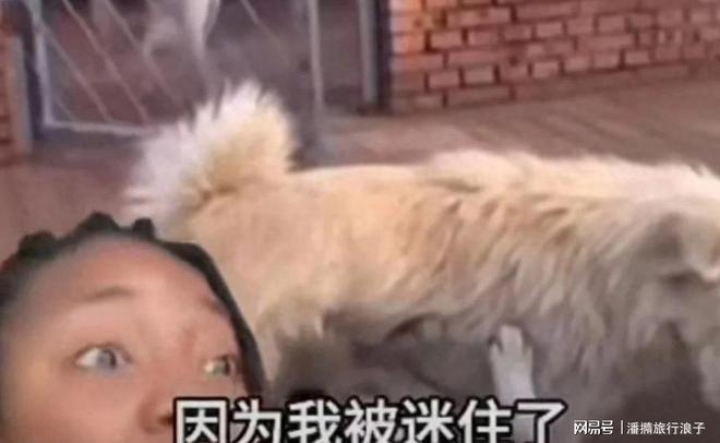 火！身价飙升至10万美元狗主人被扒麻将胡了贵州下司犬“查理国王”爆(图16)
