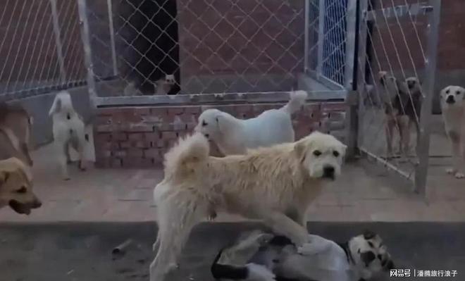 火！身价飙升至10万美元狗主人被扒麻将胡了贵州下司犬“查理国王”爆(图17)