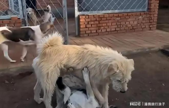 火！身价飙升至10万美元狗主人被扒麻将胡了贵州下司犬“查理国王”爆(图13)