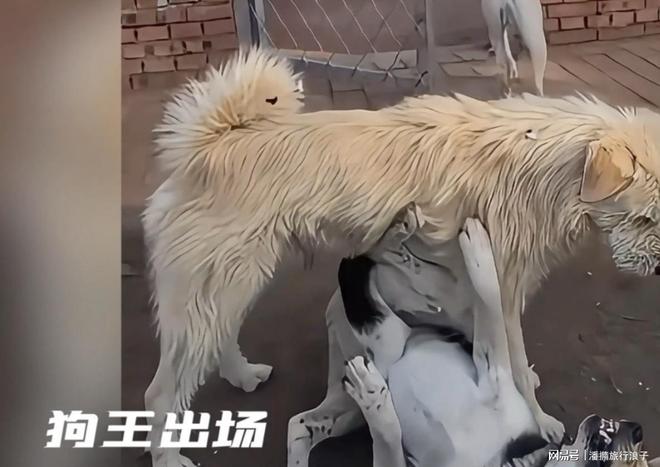 火！身价飙升至10万美元狗主人被扒麻将胡了贵州下司犬“查理国王”爆(图20)
