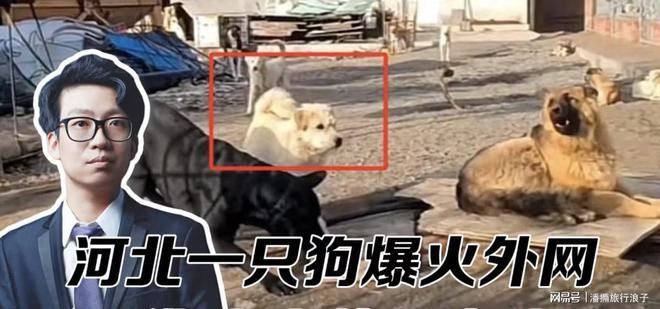 火！身价飙升至10万美元狗主人被扒麻将胡了贵州下司犬“查理国王”爆(图7)