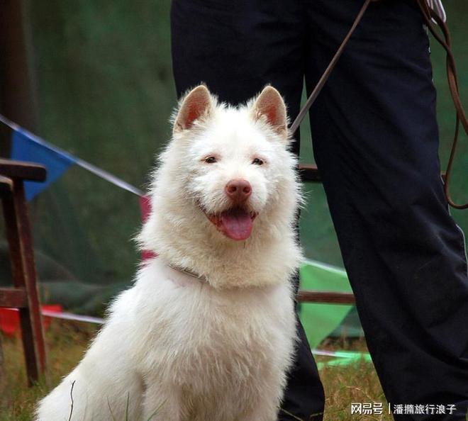 火！身价飙升至10万美元狗主人被扒麻将胡了贵州下司犬“查理国王”爆(图10)