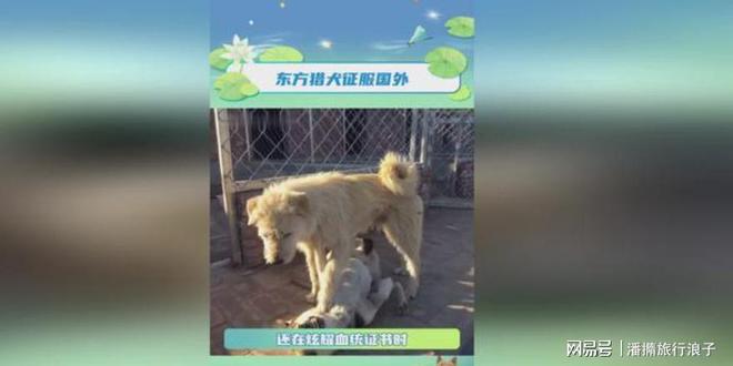 火！身价飙升至10万美元狗主人被扒麻将胡了贵州下司犬“查理国王”爆(图6)