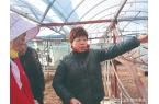 主秦红丽：果香飘满 巾帼能手展宏图麻将胡